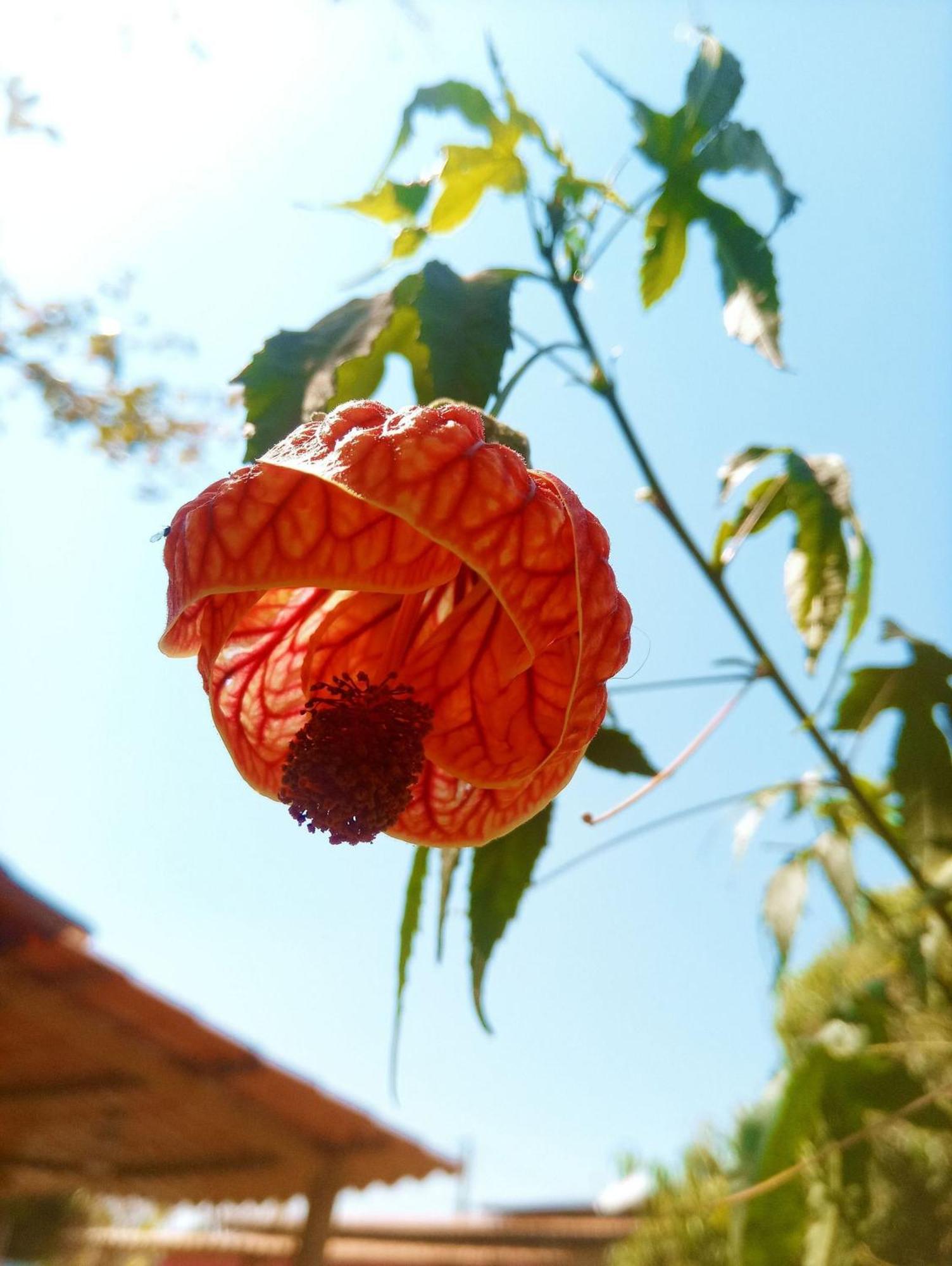 Alto Paraíso de Goiás Villa Agape - Chapada Dos Veadeiros מראה חיצוני תמונה